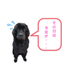 ボーダーコリー＆ニューファンドランド（個別スタンプ：18）
