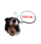 ボーダーコリー＆ニューファンドランド（個別スタンプ：19）