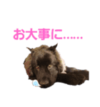 ボーダーコリー＆ニューファンドランド（個別スタンプ：20）