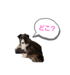 ボーダーコリー＆ニューファンドランド（個別スタンプ：21）