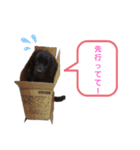 ボーダーコリー＆ニューファンドランド（個別スタンプ：22）