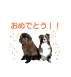 ボーダーコリー＆ニューファンドランド（個別スタンプ：23）