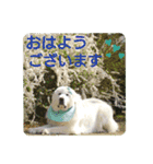 グレートピレニーズの里桜とお花たち②（個別スタンプ：1）