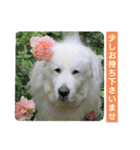 グレートピレニーズの里桜とお花たち②（個別スタンプ：5）