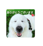 グレートピレニーズの里桜とお花たち②（個別スタンプ：6）