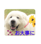グレートピレニーズの里桜とお花たち②（個別スタンプ：7）