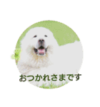 グレートピレニーズの里桜とお花たち②（個別スタンプ：8）