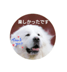 グレートピレニーズの里桜とお花たち②（個別スタンプ：9）