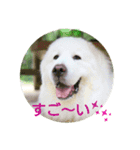 グレートピレニーズの里桜とお花たち②（個別スタンプ：10）