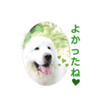 グレートピレニーズの里桜とお花たち②（個別スタンプ：12）