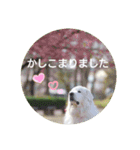 グレートピレニーズの里桜とお花たち②（個別スタンプ：14）
