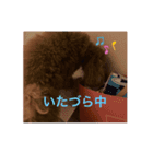 我が家のアイドルもふもふトイプードル（個別スタンプ：2）