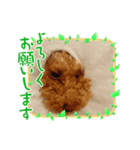 我が家のアイドルもふもふトイプードル（個別スタンプ：3）