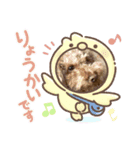 我が家のアイドルもふもふトイプードル（個別スタンプ：4）
