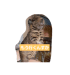 うちのデグがすいません（個別スタンプ：1）