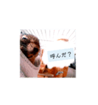 うちのデグがすいません（個別スタンプ：4）