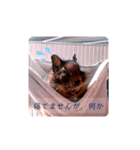 うちのデグがすいません（個別スタンプ：5）