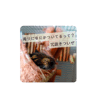 うちのデグがすいません（個別スタンプ：6）