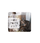 うちのデグがすいません（個別スタンプ：8）