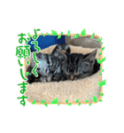 可愛い猫好きよ、集まれ（個別スタンプ：1）