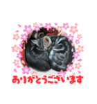 可愛い猫好きよ、集まれ（個別スタンプ：2）