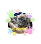 可愛い猫好きよ、集まれ（個別スタンプ：3）