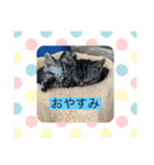 可愛い猫好きよ、集まれ（個別スタンプ：6）