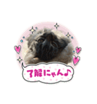 可愛い猫好きよ、集まれ（個別スタンプ：7）