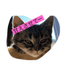 可愛い猫好きよ、集まれ（個別スタンプ：12）