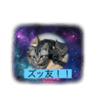 可愛い猫好きよ、集まれ（個別スタンプ：13）