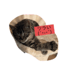 可愛い猫好きよ、集まれ（個別スタンプ：14）