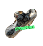 可愛い猫好きよ、集まれ（個別スタンプ：16）