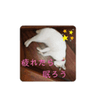 うちの三毛猫 えりちゃん①（個別スタンプ：2）