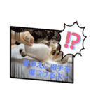 うちの三毛猫 えりちゃん①（個別スタンプ：4）