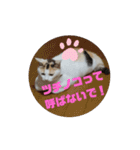 うちの三毛猫 えりちゃん①（個別スタンプ：5）