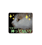 うちの三毛猫 えりちゃん①（個別スタンプ：6）
