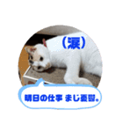 うちの三毛猫 えりちゃん①（個別スタンプ：7）