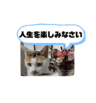 うちの三毛猫 えりちゃん①（個別スタンプ：8）