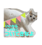 うちの三毛猫 えりちゃん①（個別スタンプ：9）