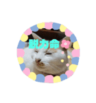 うちの三毛猫 えりちゃん①（個別スタンプ：10）