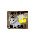 うちの三毛猫 えりちゃん①（個別スタンプ：11）
