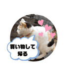 うちの三毛猫 えりちゃん①（個別スタンプ：12）