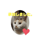 うちの三毛猫 えりちゃん①（個別スタンプ：14）
