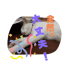 うちの三毛猫 えりちゃん①（個別スタンプ：15）