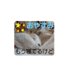 うちの三毛猫 えりちゃん①（個別スタンプ：16）