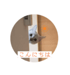 ニャンだもの（個別スタンプ：12）