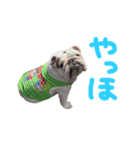 だいふく隊長5歳の誕生日スタンプ（個別スタンプ：3）
