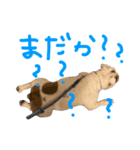 だいふく隊長5歳の誕生日スタンプ（個別スタンプ：4）