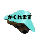 えりまきマメゾウちゃん（個別スタンプ：4）