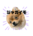 えりまきマメゾウちゃん（個別スタンプ：5）
